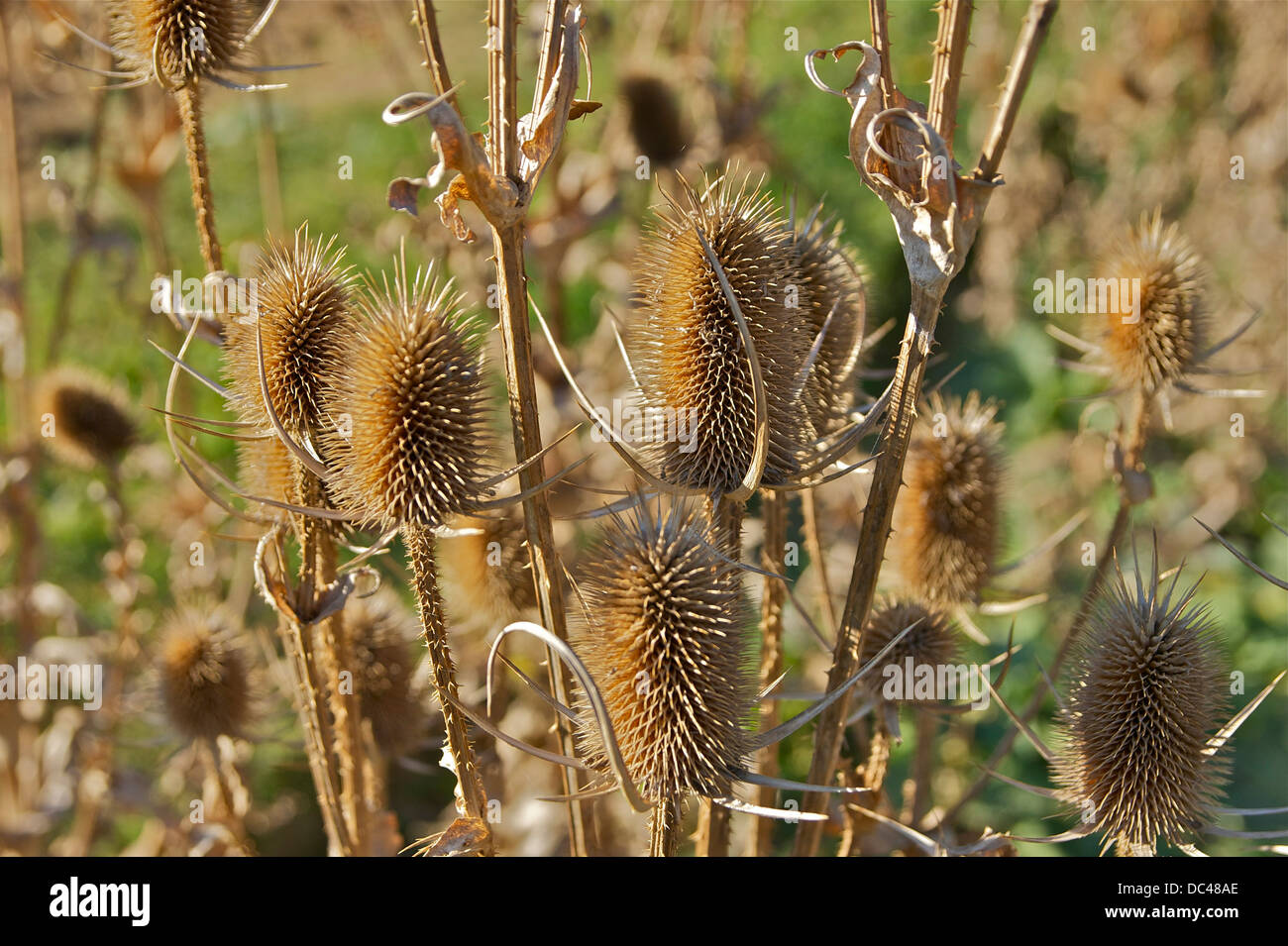 Dipsacus laciniatus L. en otoño Foto de stock