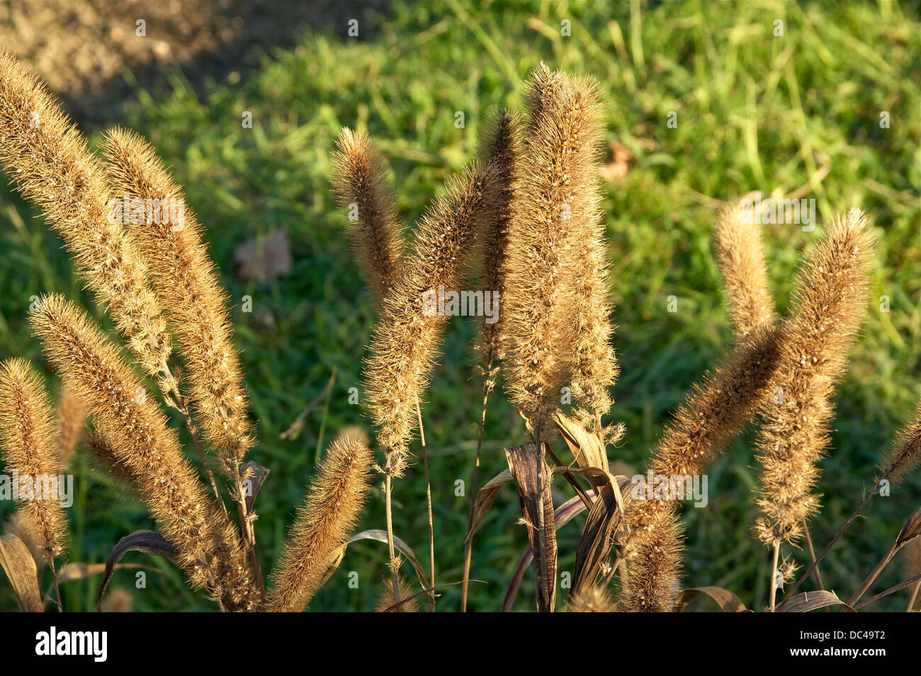 El mijo de Foxtail, Setaria italica (L.) Beauv. en otoño. Foto de stock