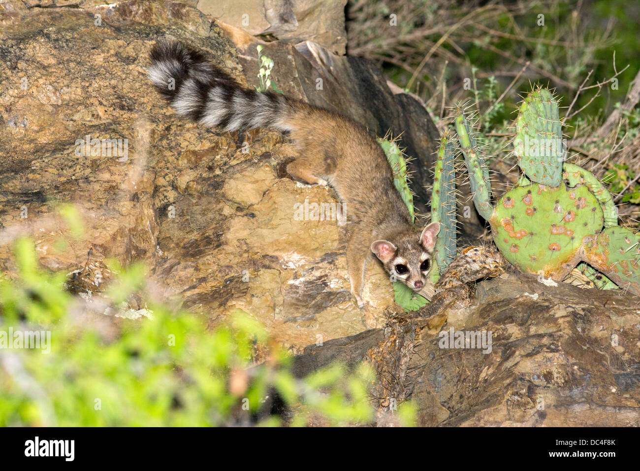 Ringtail Bassariscus astutus, el Condado de Pima en Tucson, Arizona, Estados Unidos de América el 21 de julio de adulto Procyonidae Foto de stock
