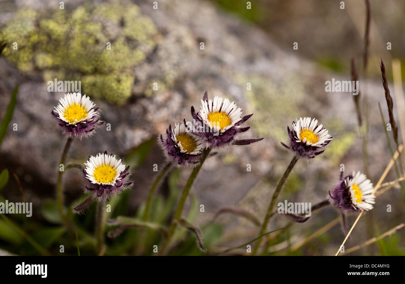 Uno de flor (Fleabane Erigeron uniflorus) flores Foto de stock