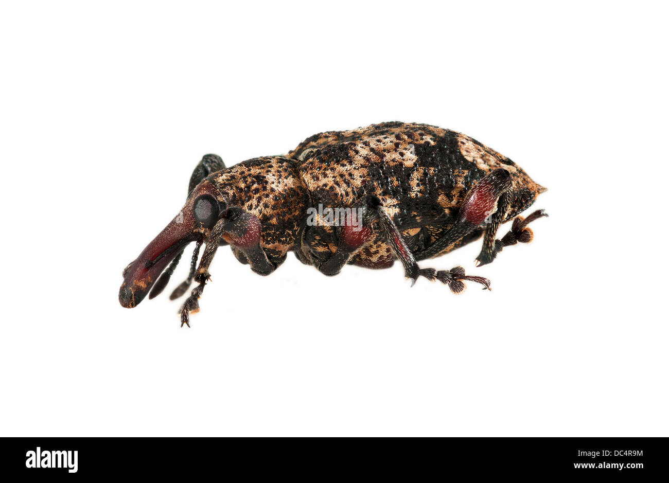 Picudo (hocico), el escarabajo de la familia Curculionidae, Reserva Natural de Tambopata, región de Madre de Dios, Perú Foto de stock