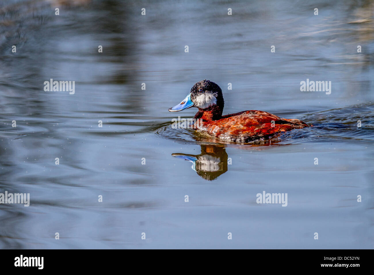 Ruddy Duck, macho (Anas clypeata) macho ricamente coloreado ruddy duck, con reflejo en el agua. Frank Lake, Alberta, Canada Foto de stock
