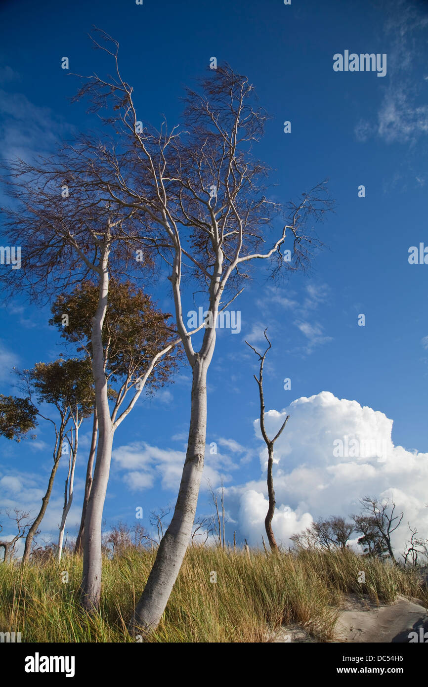 Europa, Deutschland, Mecklemburgo-Pomerania Occidental,Fischland-Darss-Zingst,Prerow árboles en las dunas Foto de stock