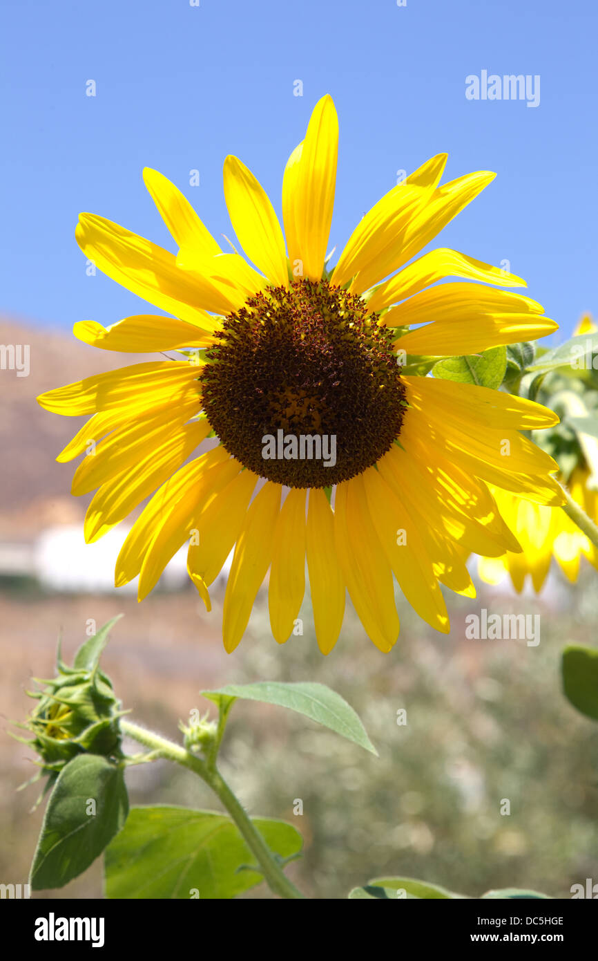 Sunflower-Helianthus annuus nativas de las Américas Foto de stock