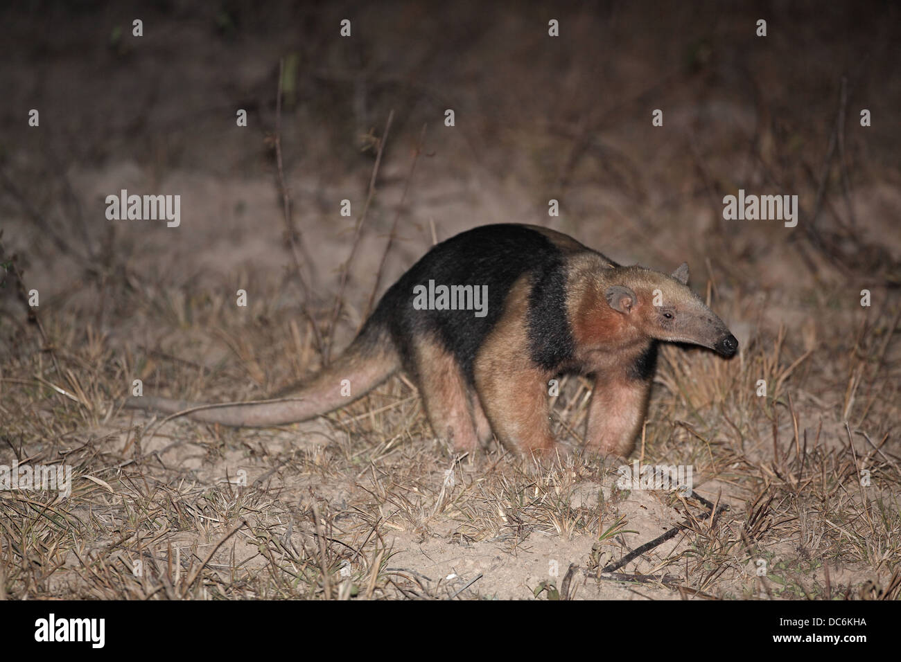 Sur, Tamandua Tamandua tetradactyla a.k.a. menor oso hormiguero, oso hormiguero, escalonada en la noche Foto de stock