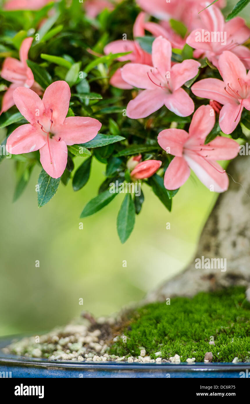 Flores de color rosa a Satsuki azalea bonsai (Rhododendron indicum