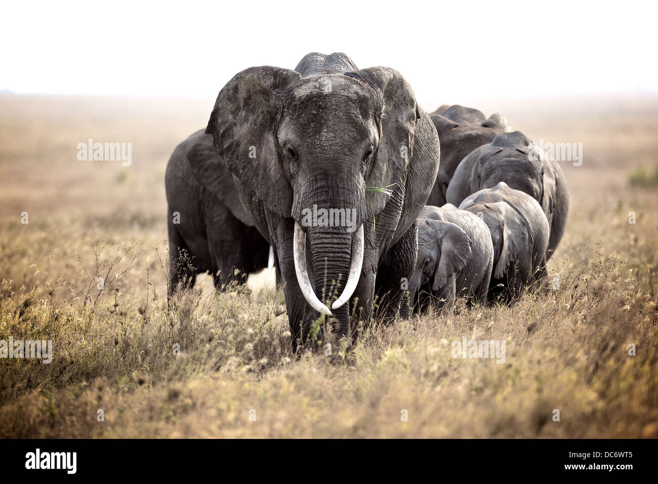 Familia de la manada de elefantes africanos en las llanuras del Serengeti. Tanzania Foto de stock