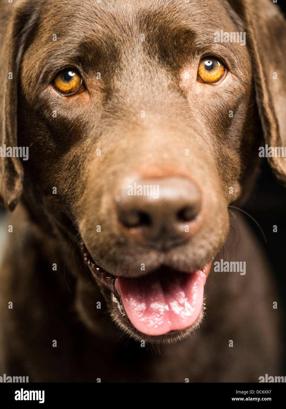 Labrador Retriever chocolate studio retrato Foto de stock
