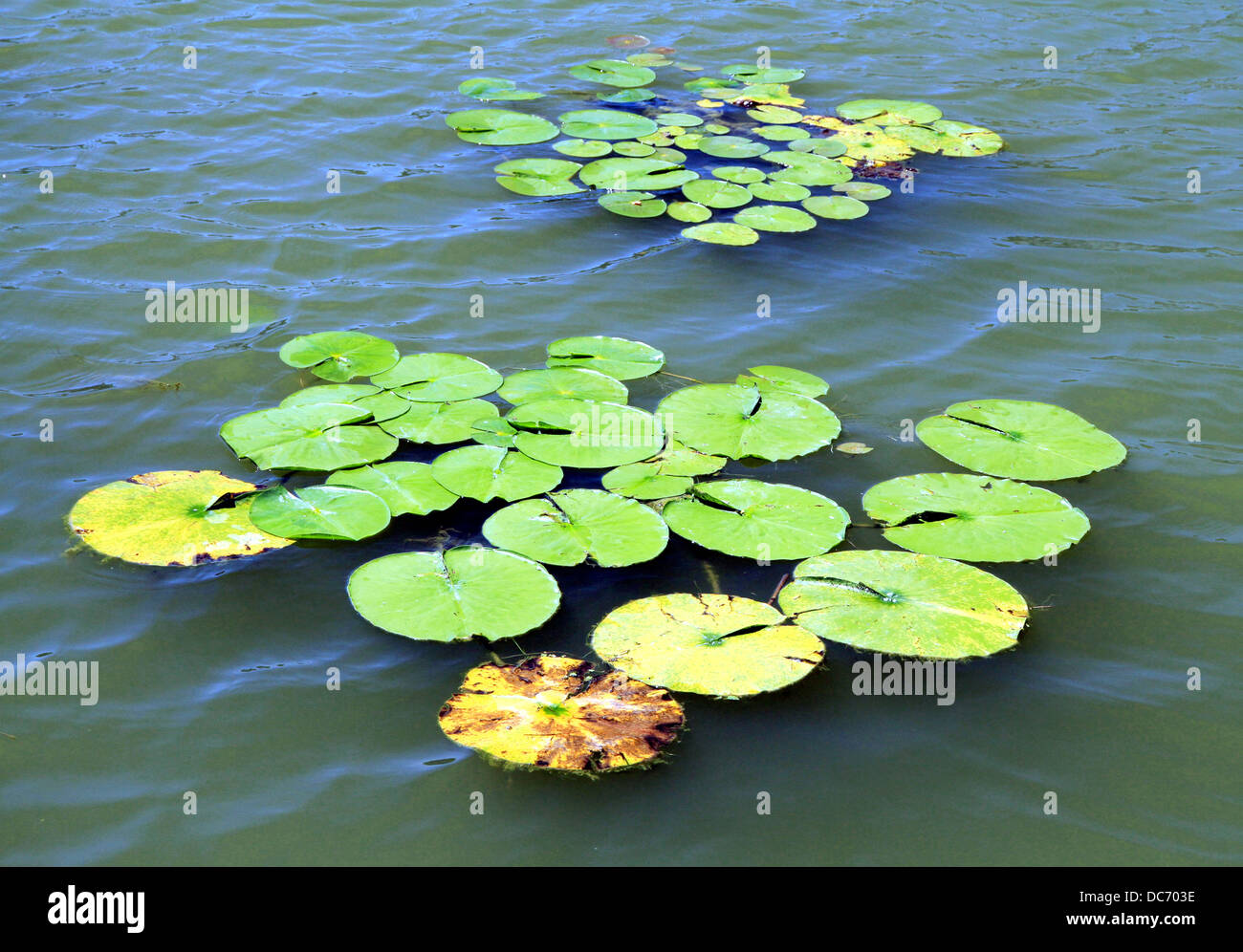 Plantas acuáticas fotografías e imágenes de alta resolución - Alamy