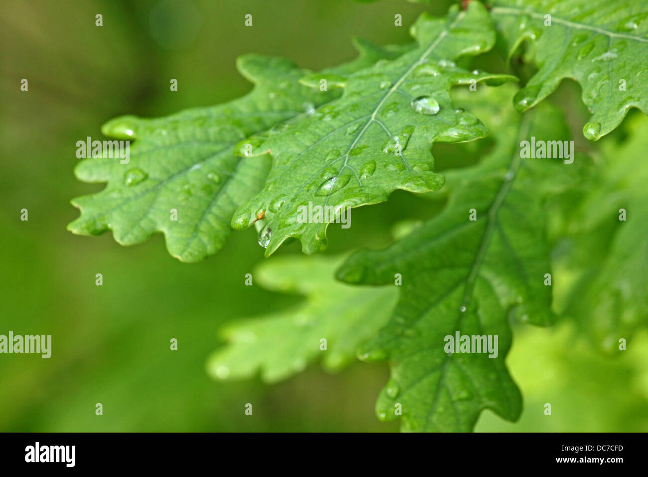 Las hojas del árbol de roble verde con gotas de lluvia Foto de stock