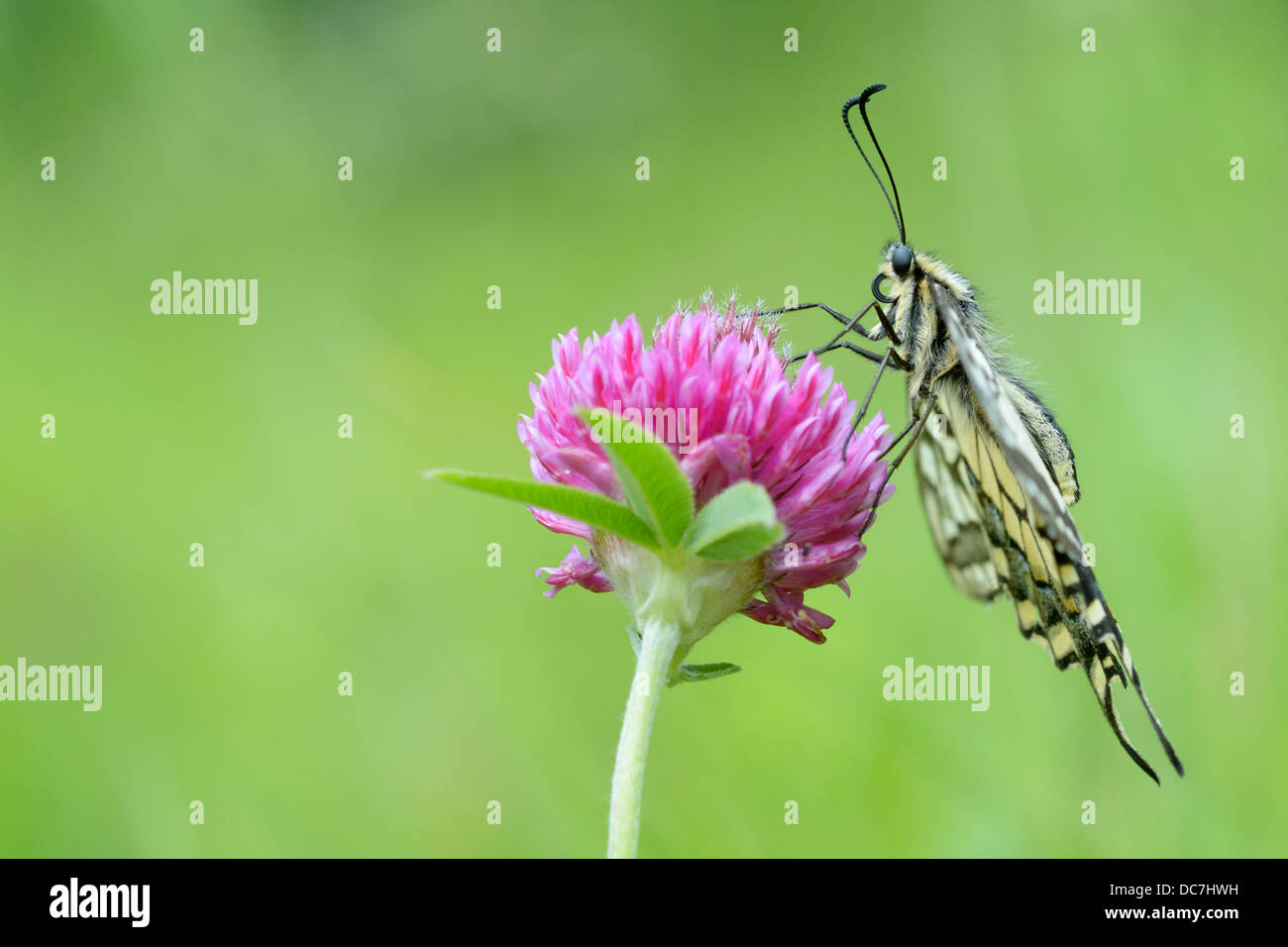 Cola de cisne (Papilio machaon) en flor. Foto de stock