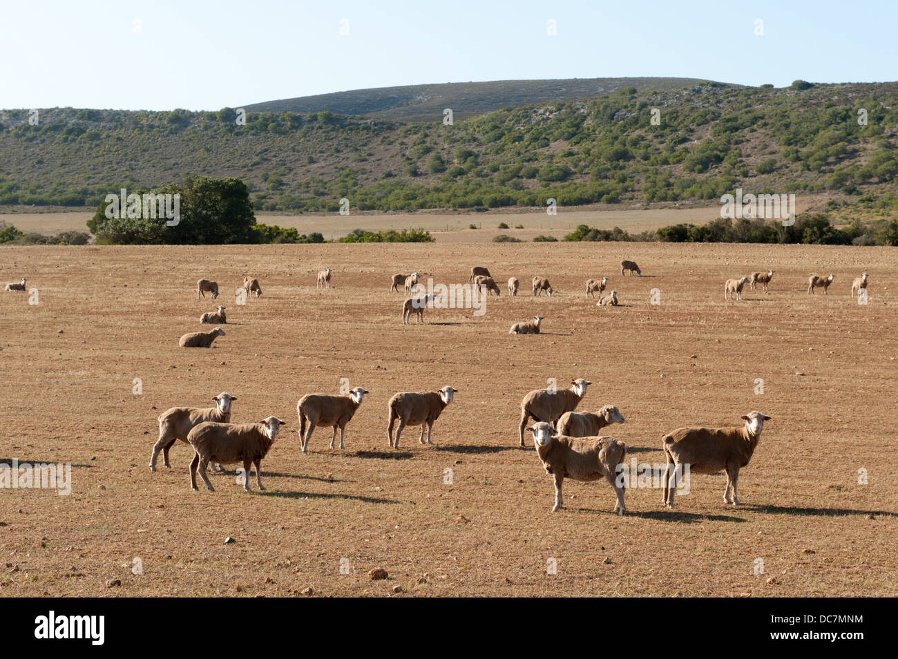 Hacienda de ovejas en la región de Overberg, Western Cape, Sudáfrica Foto de stock