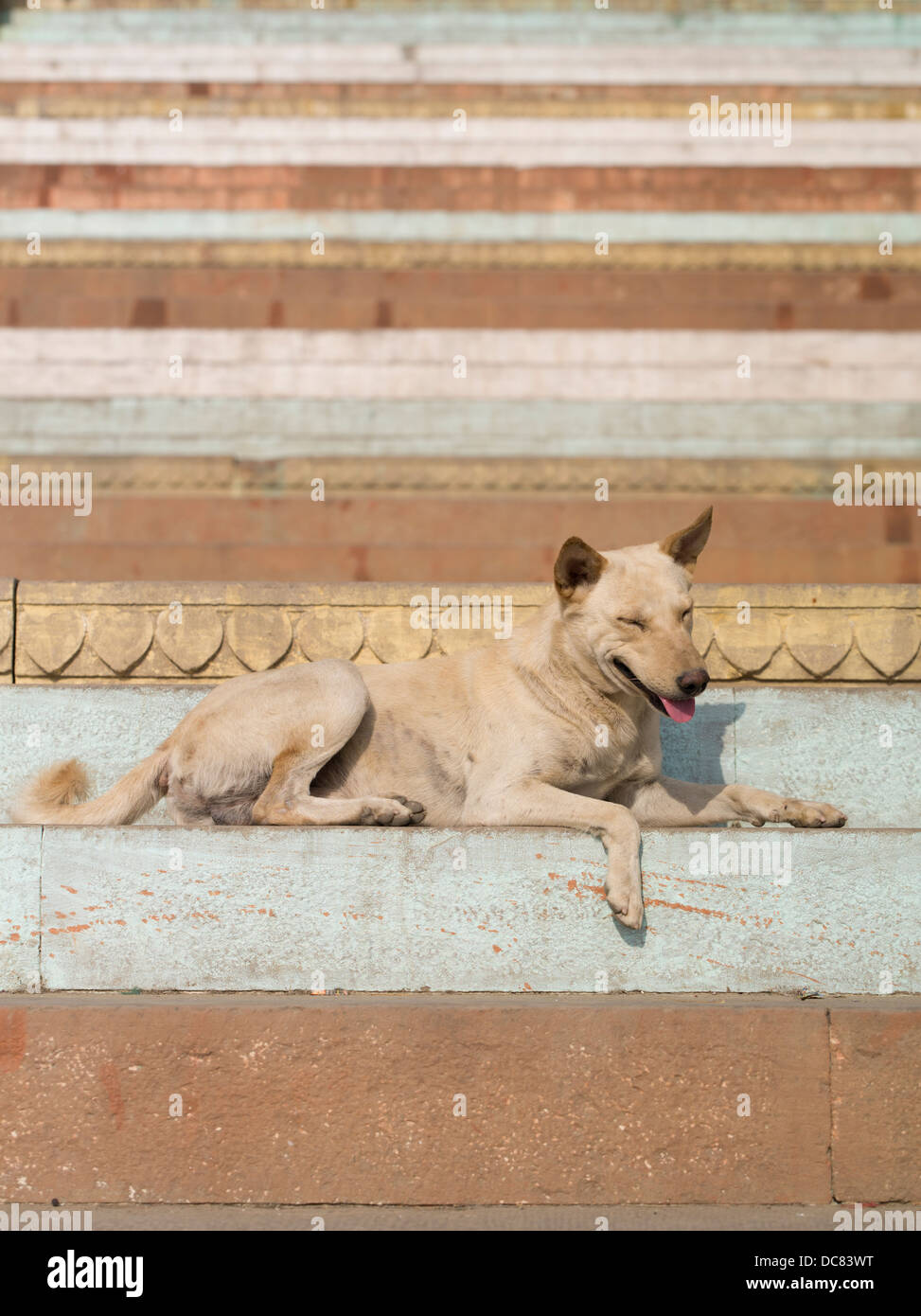 Estancia perro. La vida en las orillas del río Ganges - Varanasi, India Foto de stock