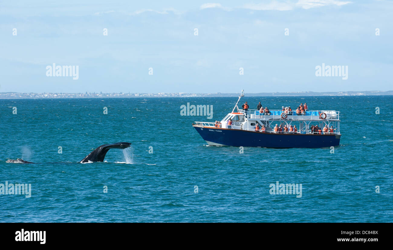 Barco de avistamiento de ballenas junto a una ballena, Hermanus, Western Cape, Sudáfrica Foto de stock