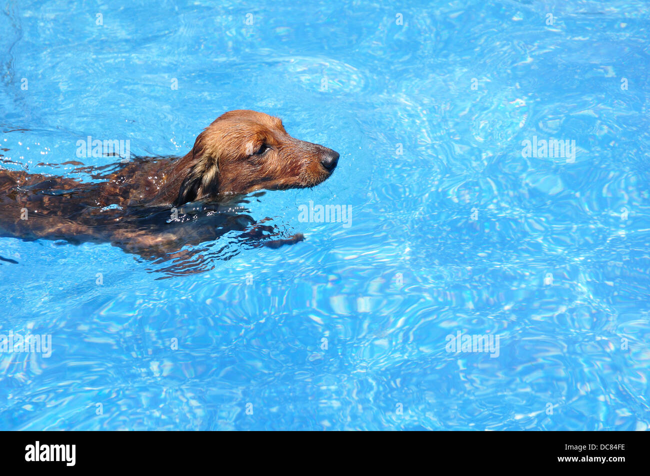 Swimming dachshund fotografías e imágenes de alta resolución - Alamy