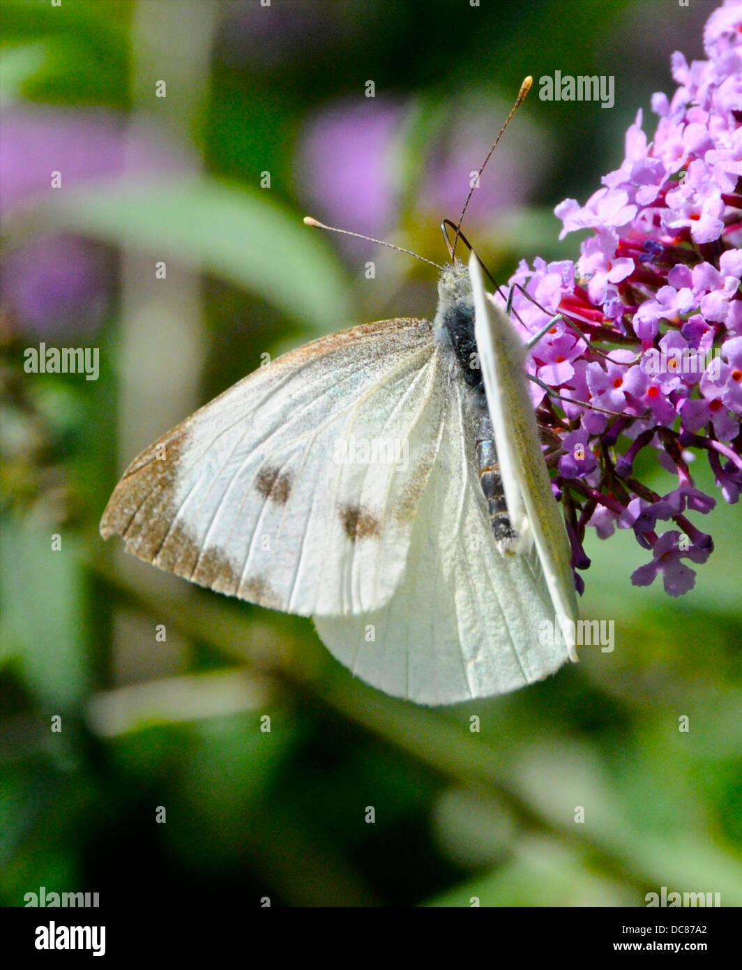 Repollo blanco pequeño blanco Pieris rapae (mariposas) Foto de stock