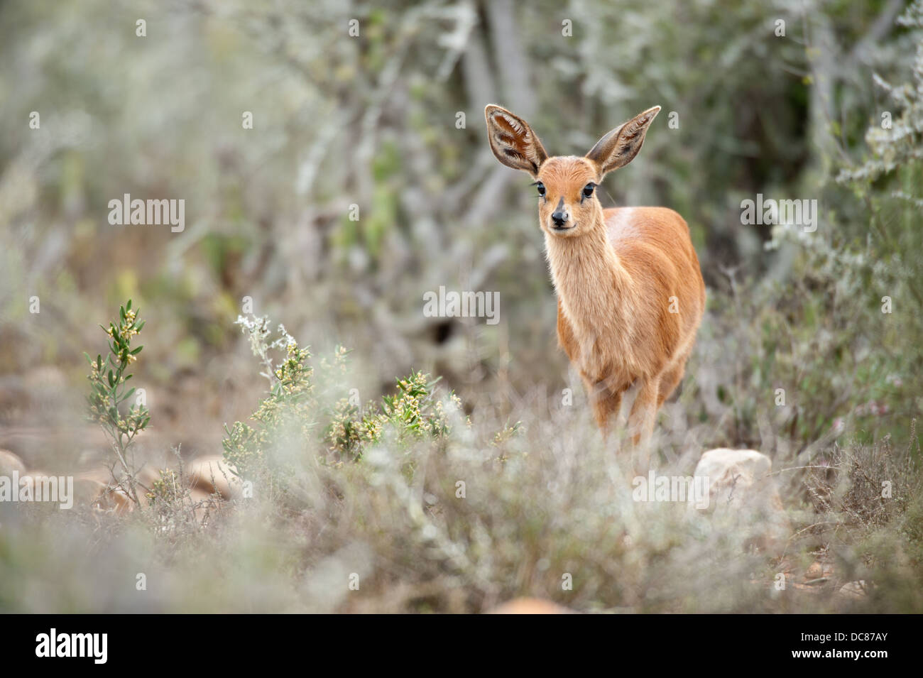 Steenbok (Raphicerus campestris), Kwandwe Game Reserve, Sudáfrica Foto de stock