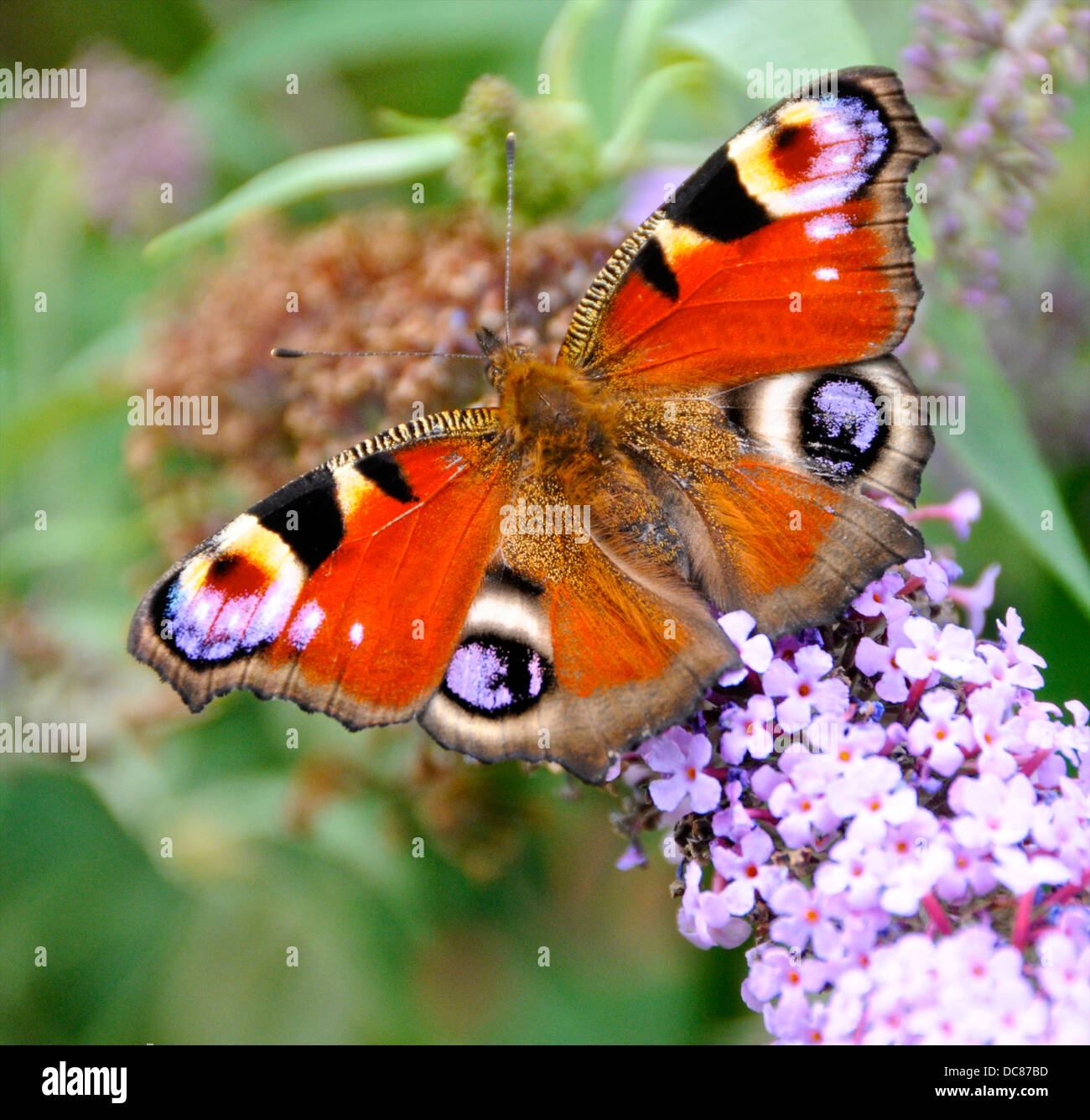 Europeo mariposa pavo real (Inachis io) Foto de stock