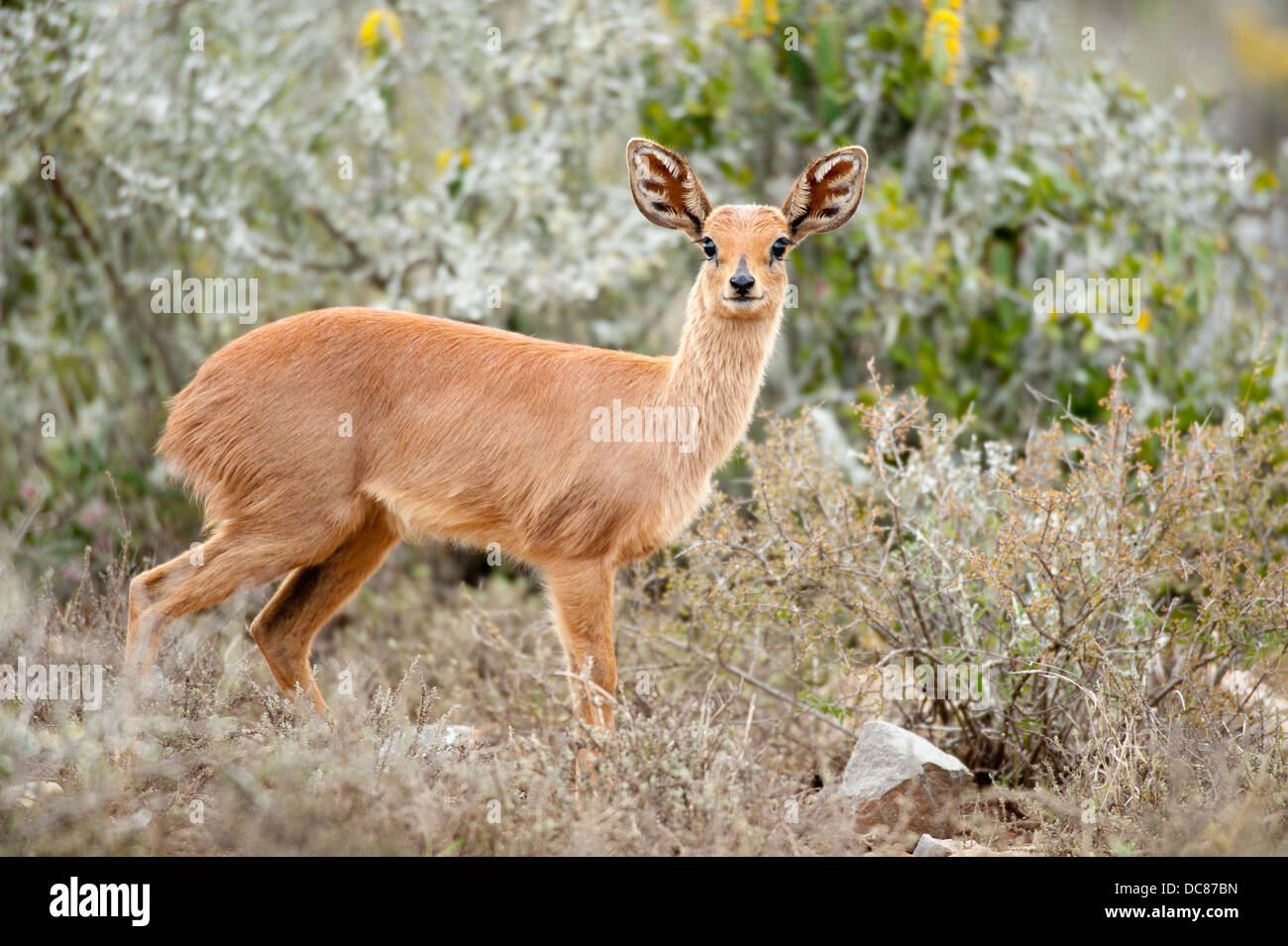 Steenbok (Raphicerus campestris), Kwandwe Game Reserve, Sudáfrica Foto de stock