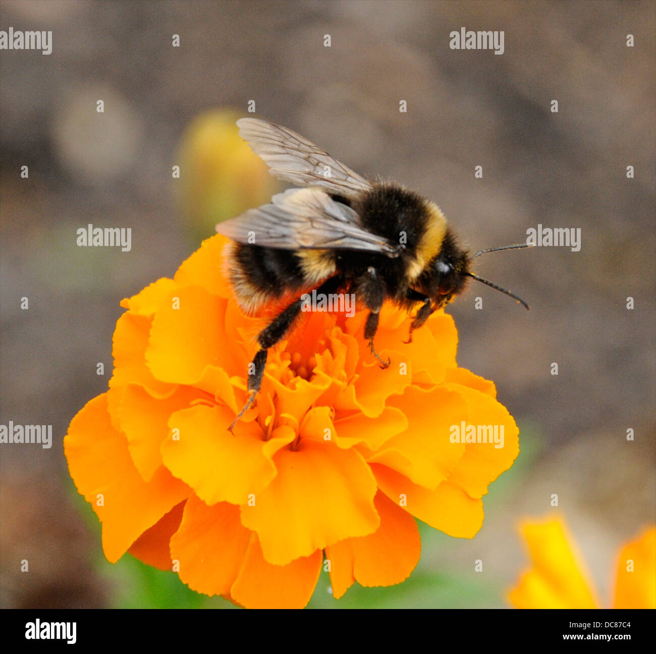 Bumble Bee en una flor caléndula Foto de stock
