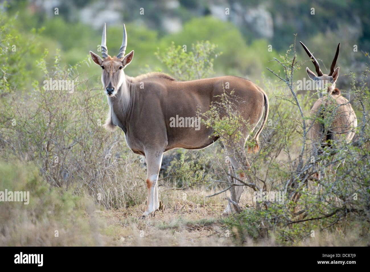 Eland común (Tragelaphus Kwandwe oryx), Reserva de Caza, Sudáfrica Foto de stock