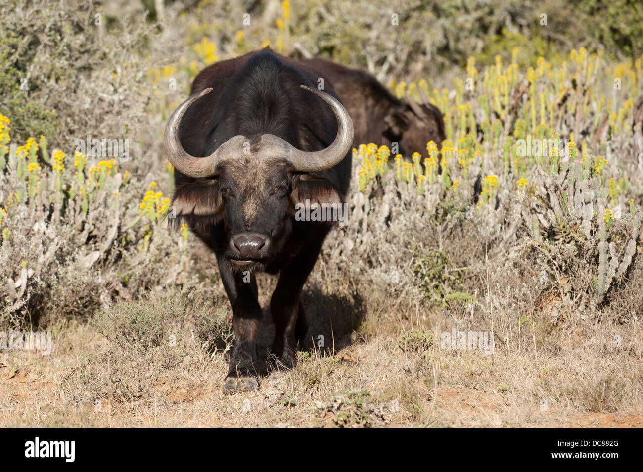 Buffalo (Syncerus caffer caffer), Kwandwe Game Reserve, Sudáfrica Foto de stock