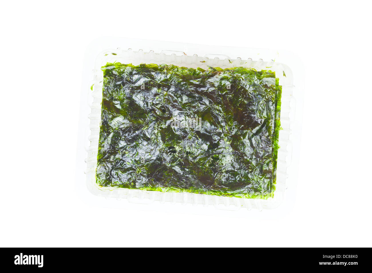 Ulva lactuca, algas marinas o lavamanos en un recipiente de plástico sobre un fondo blanco. Foto de stock