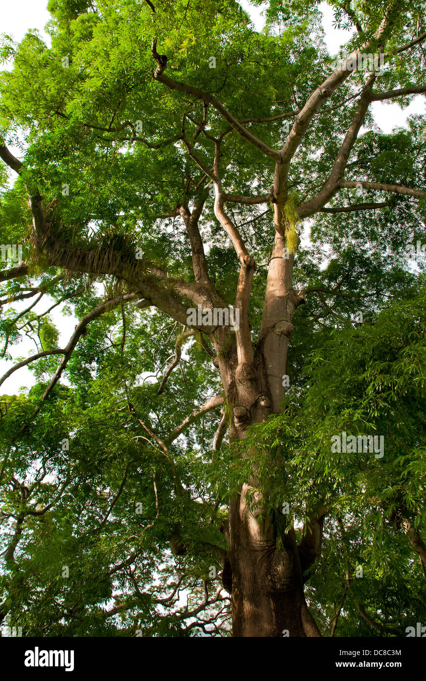Árbol del bosque tropical Foto de stock