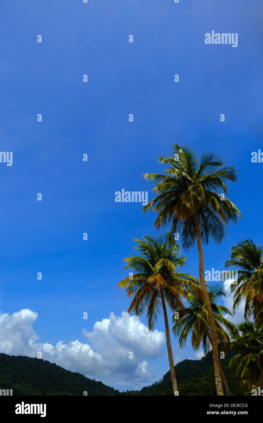 Clima Tropical: las palmeras, las nubes y el cielo azul. Trinidad y Tobago Foto de stock