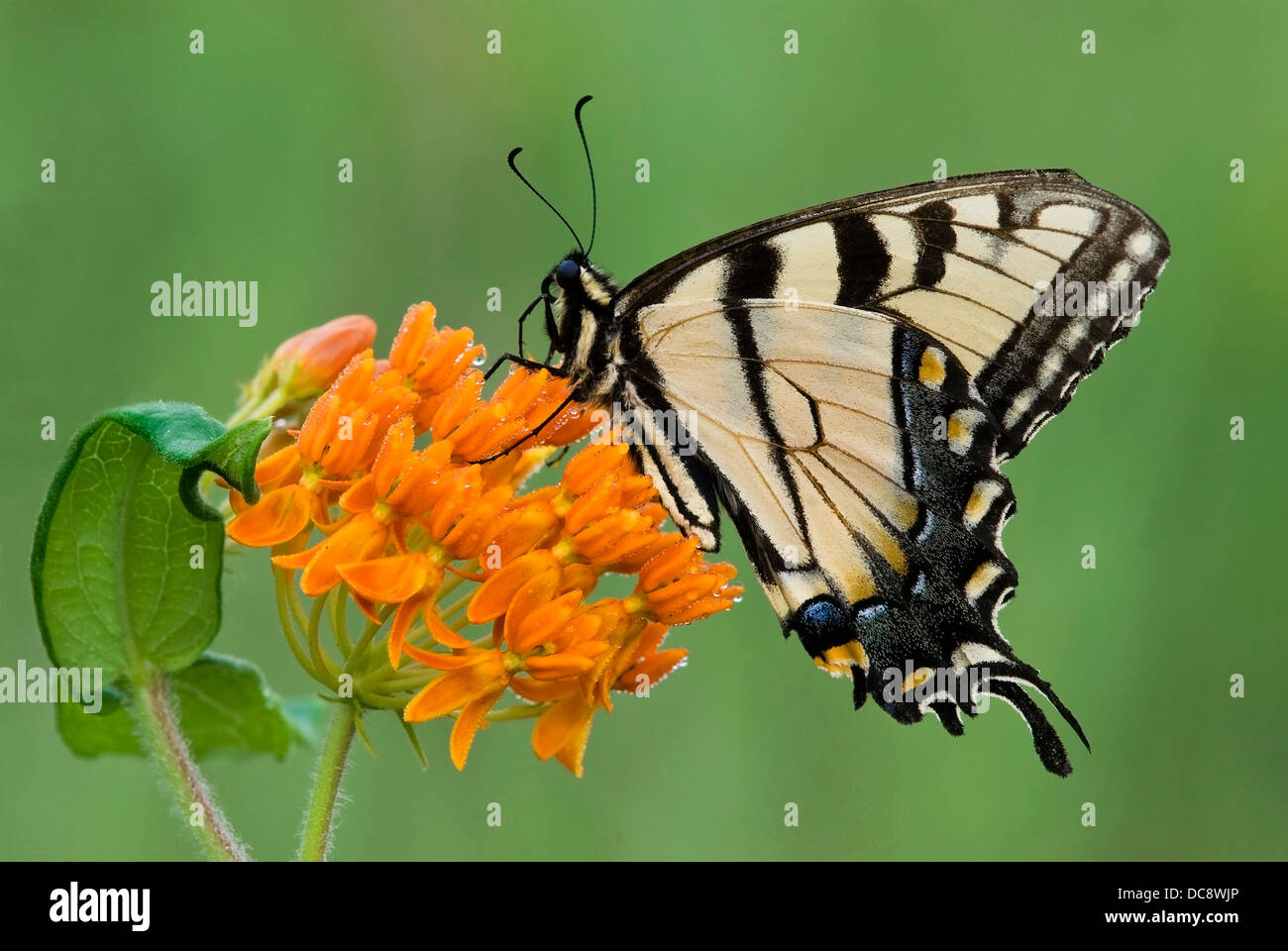 Tigres Oriental Swallowtail Mariposa Papilio glaucus alimentándose en Asclepias tuberosa de Mariposa Weed E. USA Foto de stock