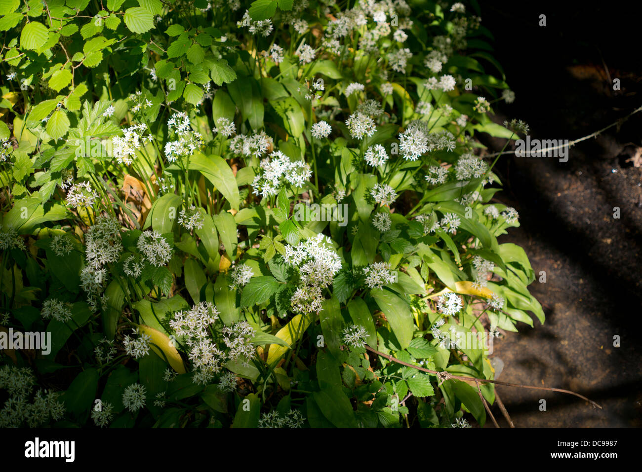 El ajo silvestre en flor en primavera. Hojas y flores comestibles. Foto de stock