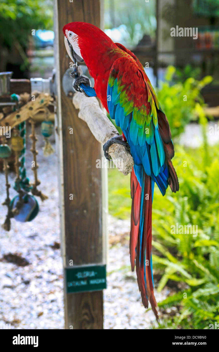 Un Sudamericano Guacamayo de alas verdes en una selva tropical Gardens en Florida Foto de stock