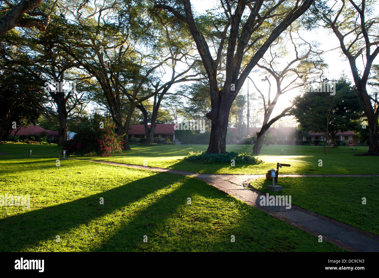 Hermoso parque con luz solar a través de un árbol de transmisión Foto de stock