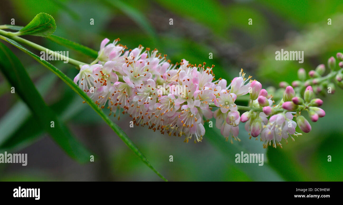 Clethra fargesii fragante flor cerrar Foto de stock