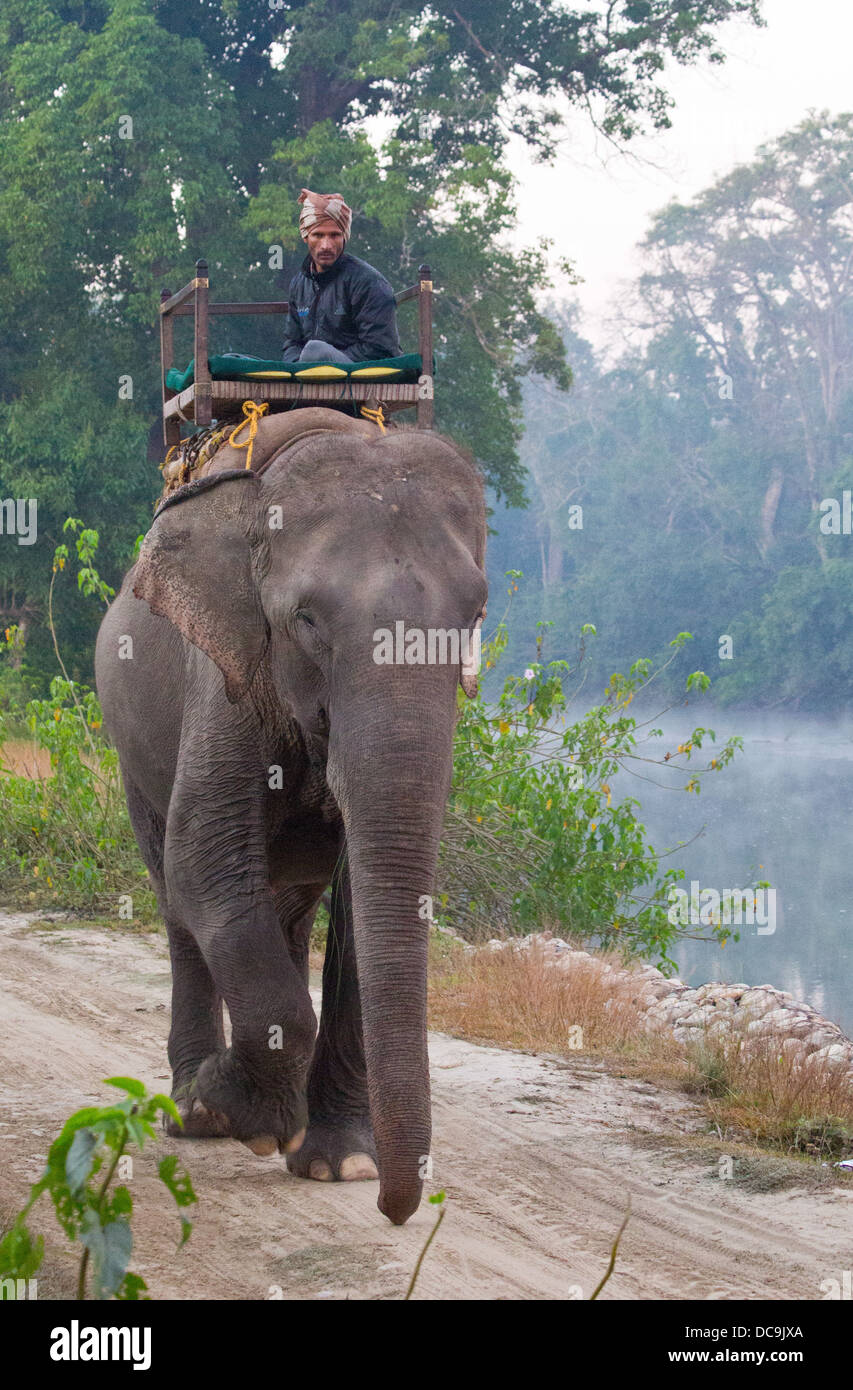 Mahout y el elefante, el Parque Nacional Bardia, Nepal Foto de stock