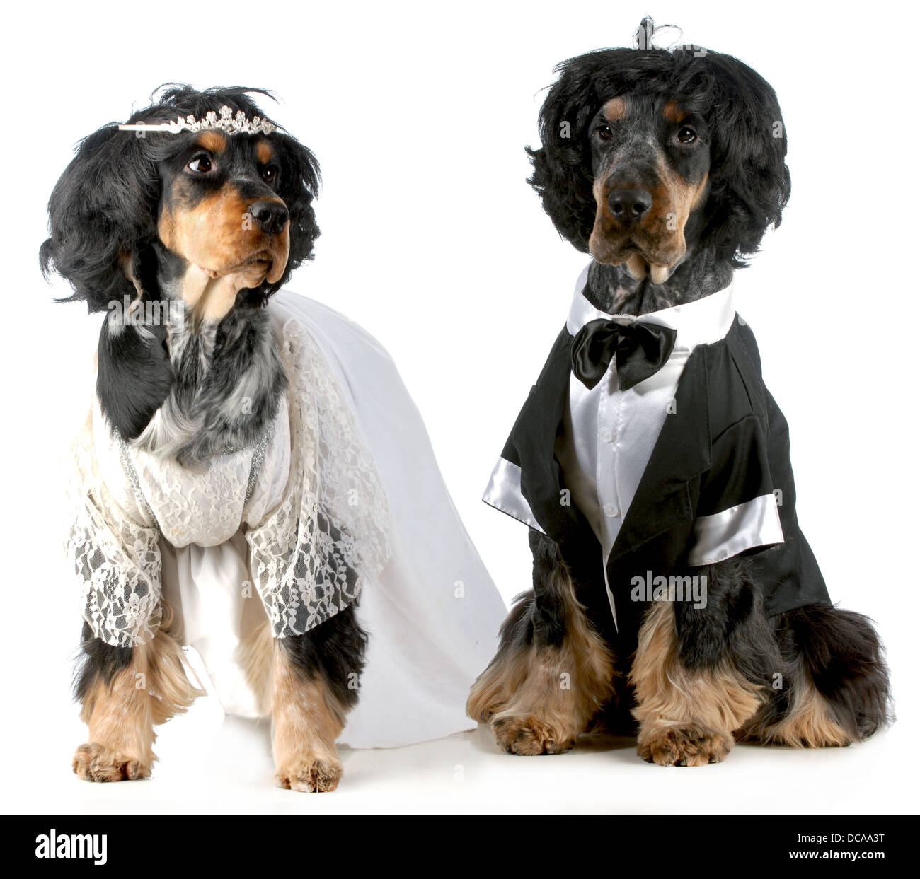 La novia y el novio de perro - english cocker épagneuls vestidas en trajes para el novio y la novia con pelucas sobre fondo blanco. Foto de stock