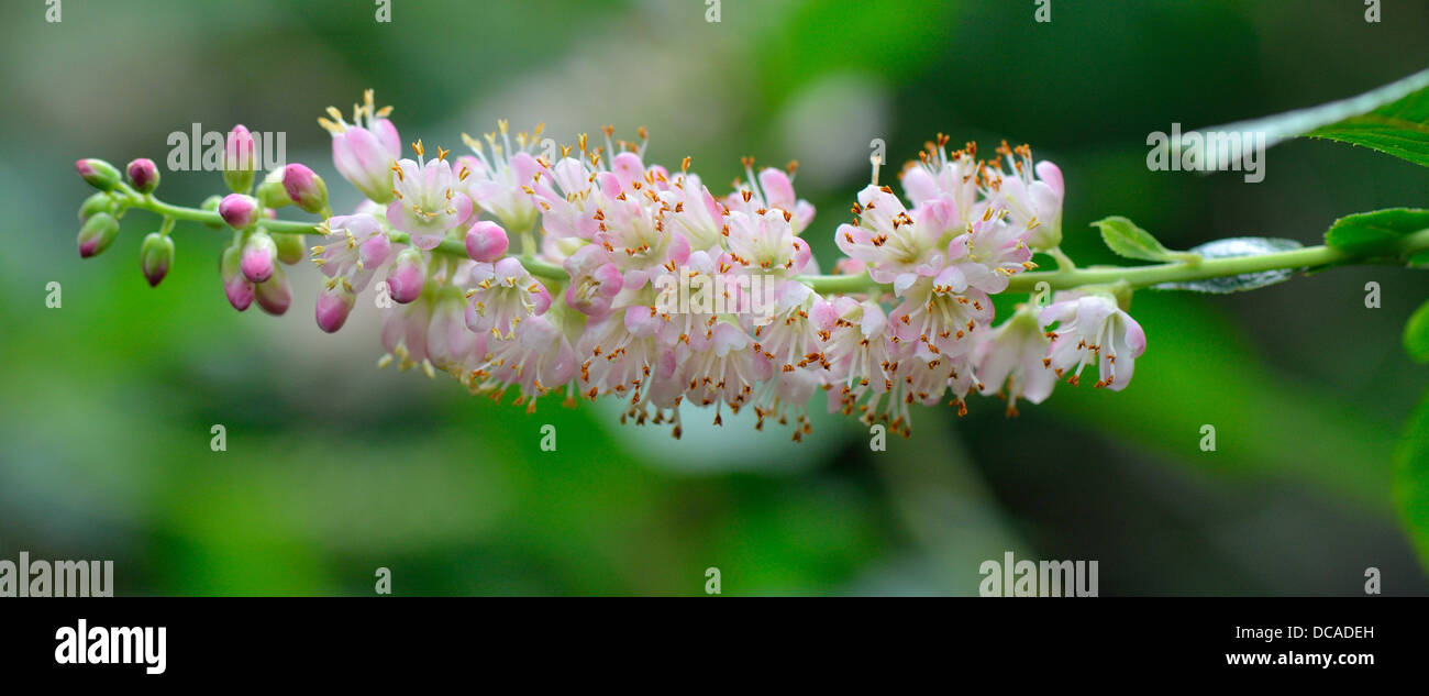 Clethra fargesii fragante flor cerrar Foto de stock
