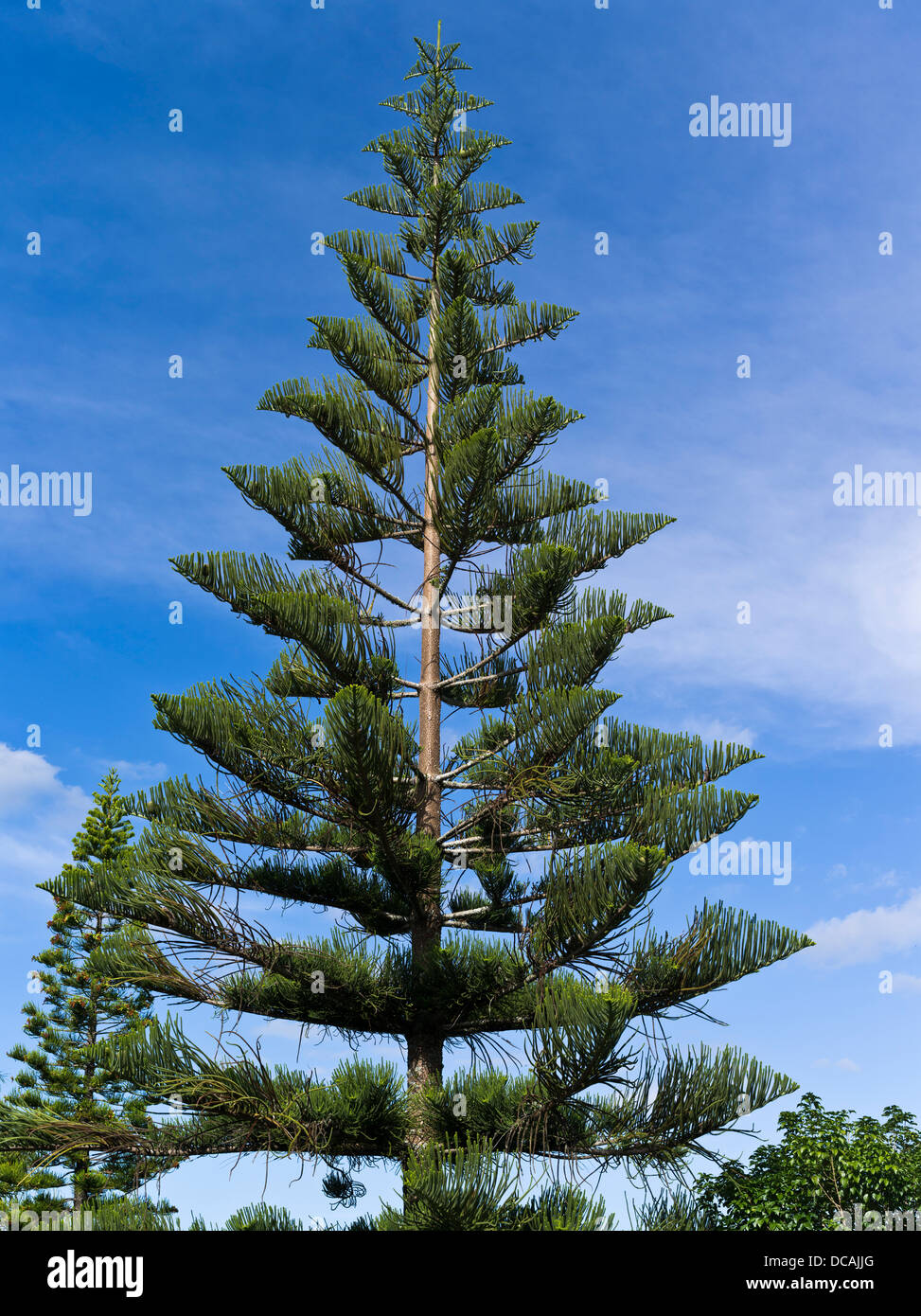 árbol de pino norfolk fotografías e imágenes de alta resolución - Alamy