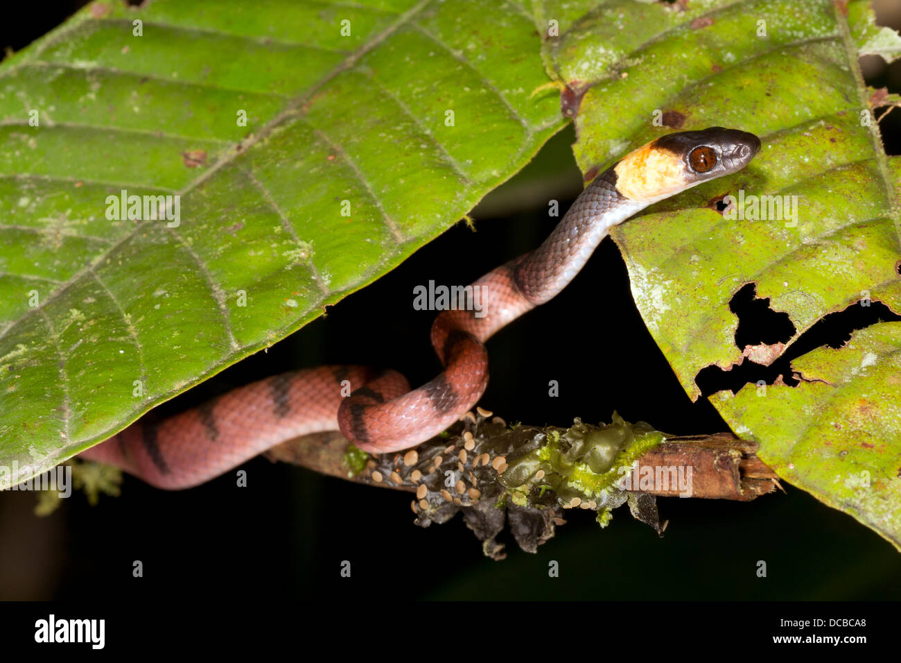 Amazon Serpiente Plana (Siphlophis compressus) escalada en un arbusto en la selva, Ecuador Foto de stock