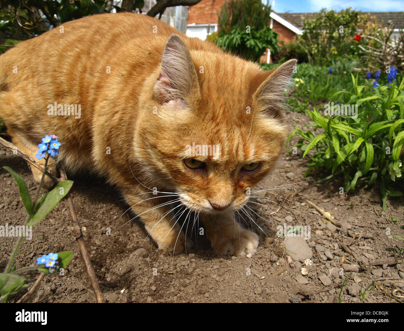 Ginger cat cavando en el jardín Foto de stock