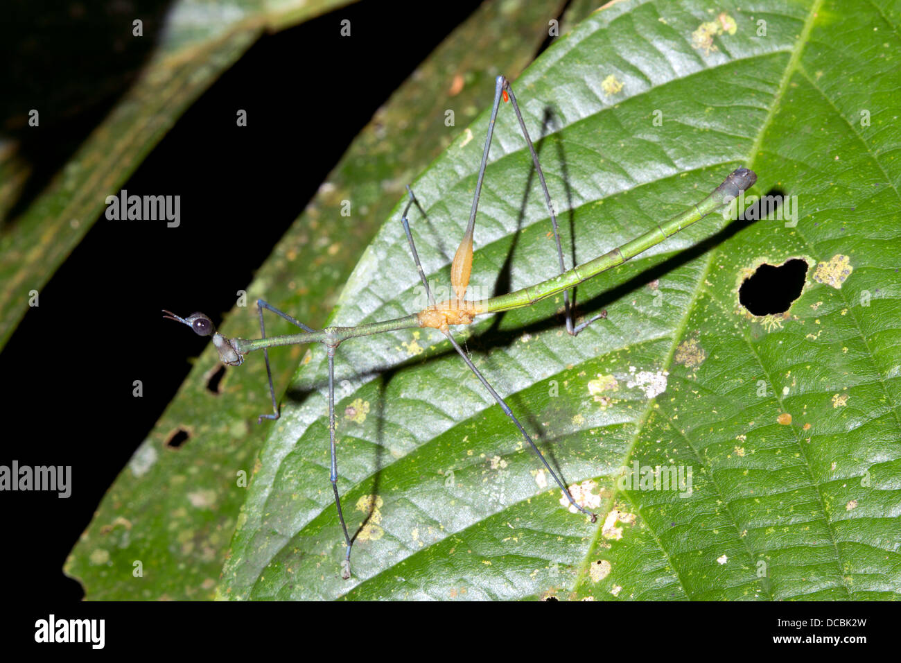 Stick Grasshopper (Proscopiidae) en una hoja en la selva, ecuador Foto de stock