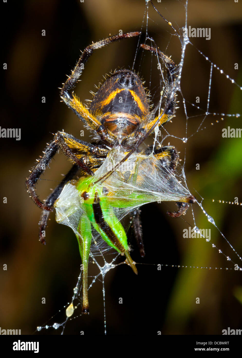 Envolviendo una araña de seda cricket en verde antes de comerlo. En la selva de noche, Ecuador Foto de stock