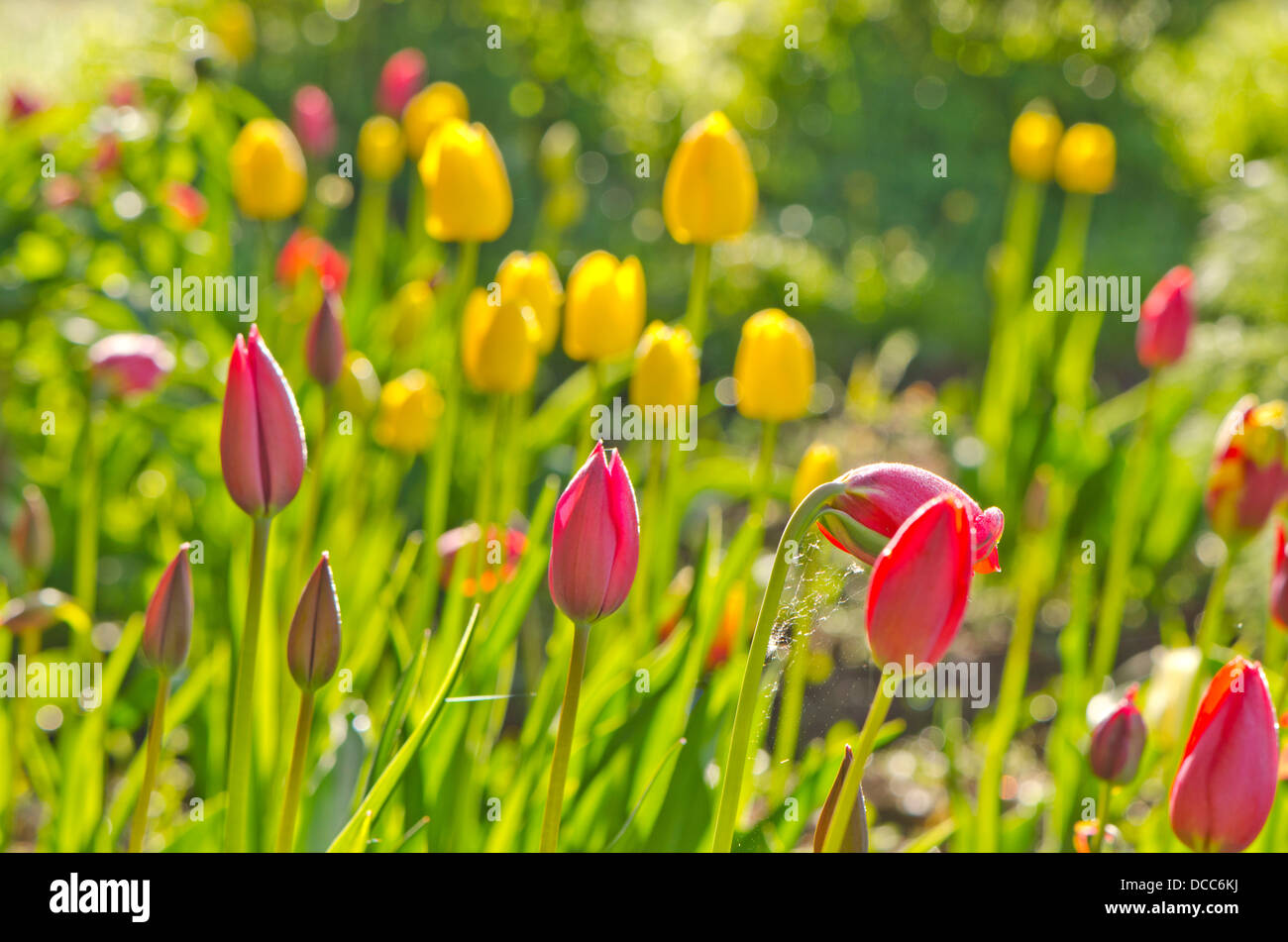 Tulip flor primavera flora jardín hermosas blur Foto de stock
