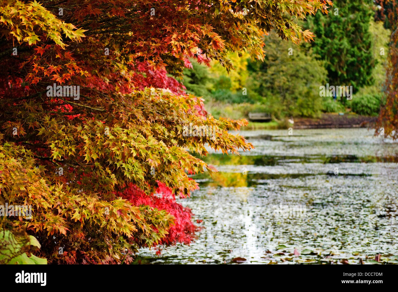 Hojas de otoño colorido y árboles por un estanque de jardín botánico VanDusen en Vancouver. Jardín de otoño. Foto de stock