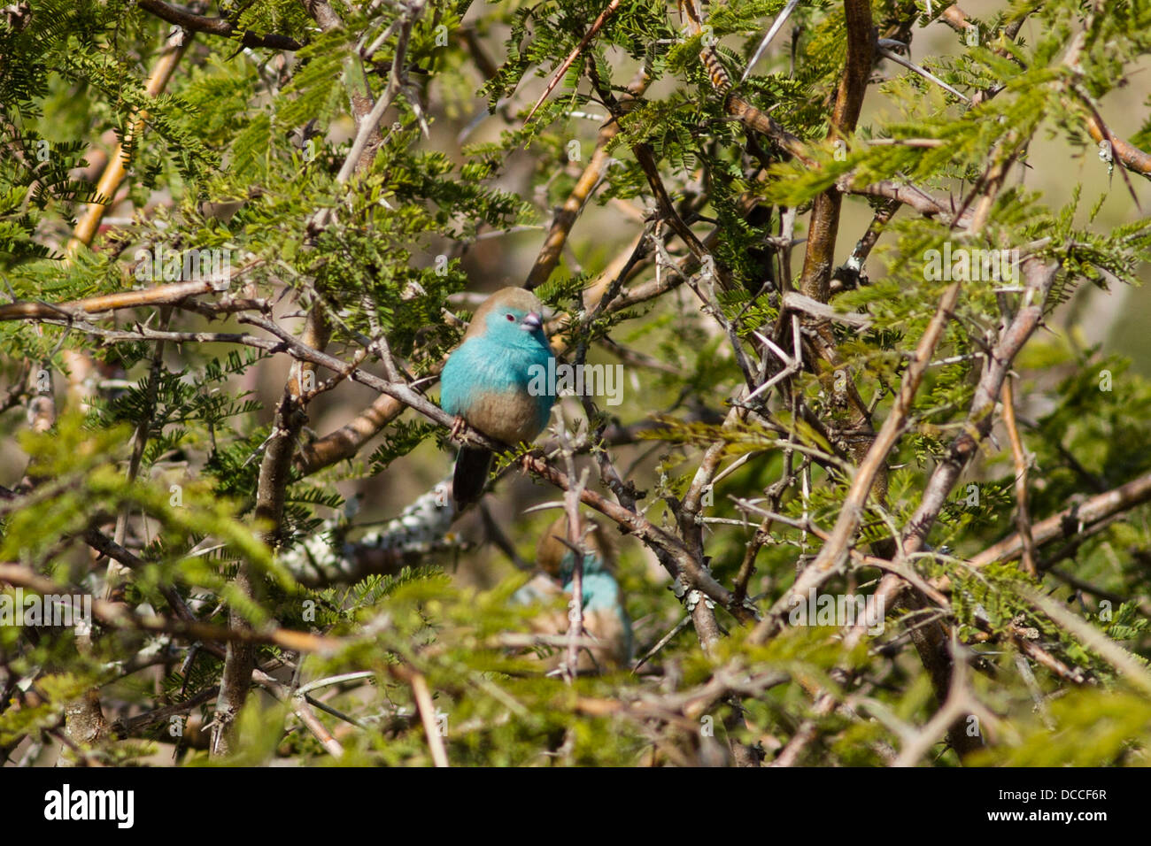 Aka Waxbill azul azul-breasted Cordon-bleu (Uraeginthus angolensis) encaramado sobre acacia bush Foto de stock