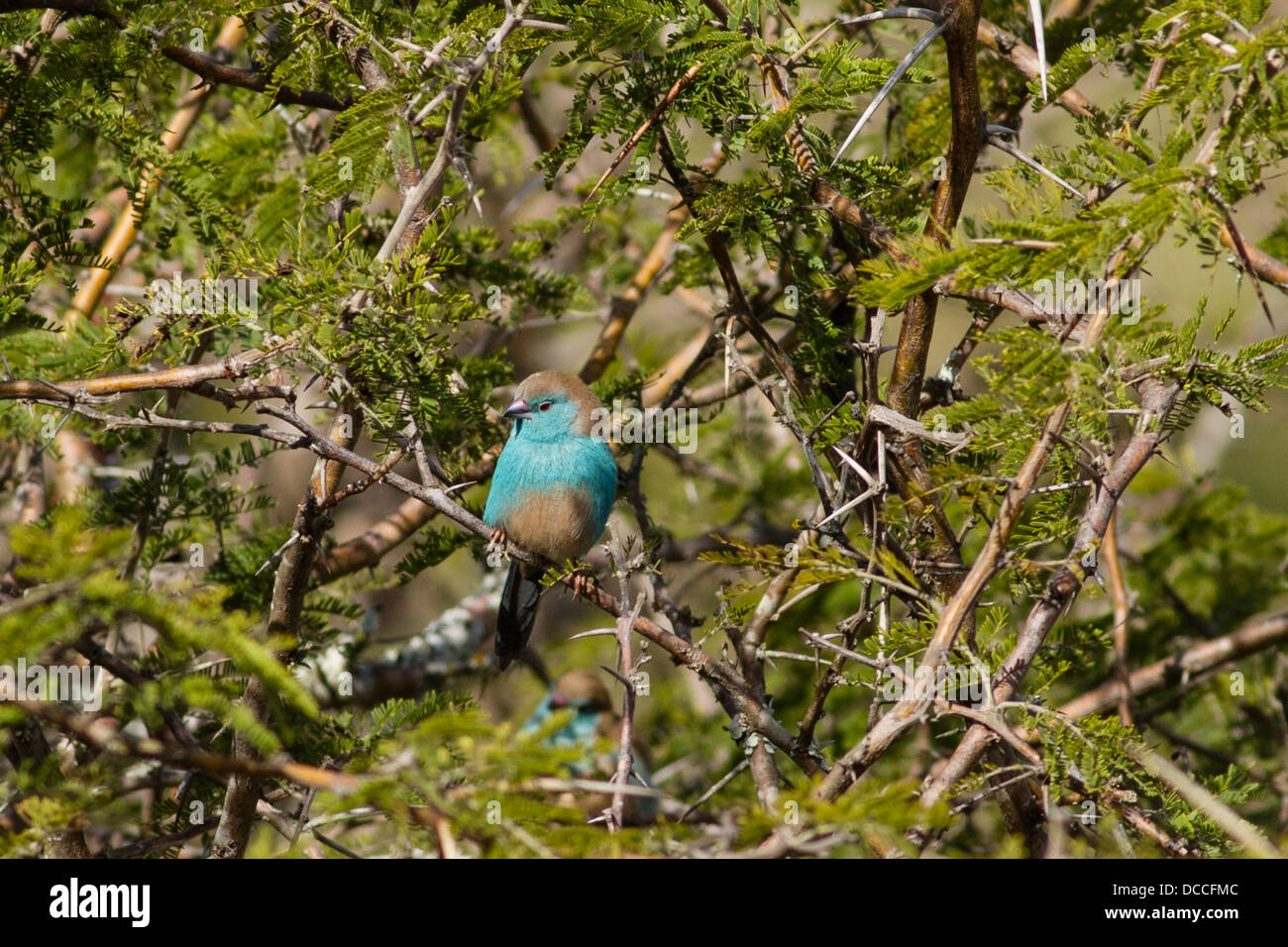 Aka Waxbill azul azul-breasted Cordon-bleu (Uraeginthus angolensis) encaramado sobre acacia bush Foto de stock