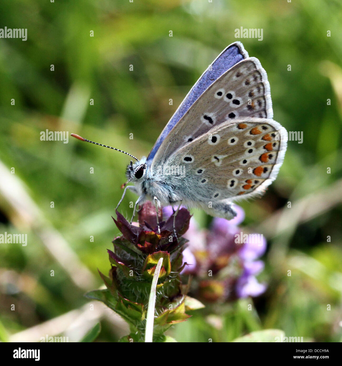 Macho azul común euroasiático (Polyommatus icarus) butterfly Foto de stock