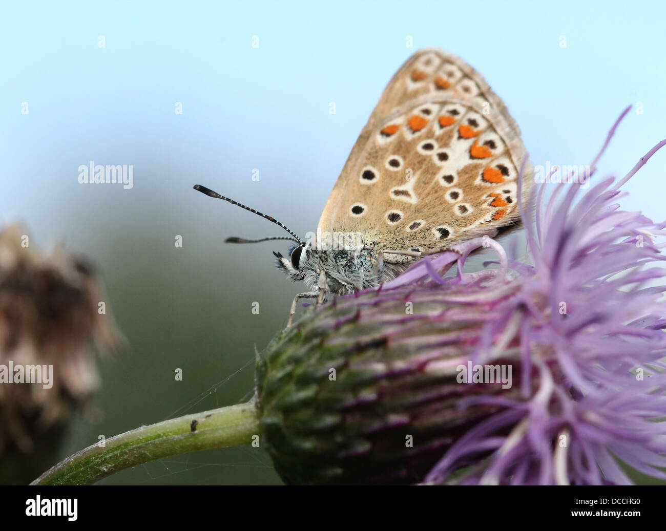 Detallada imagen macro de una hembra azul común (Polyommatus icarus) butterfly Foto de stock