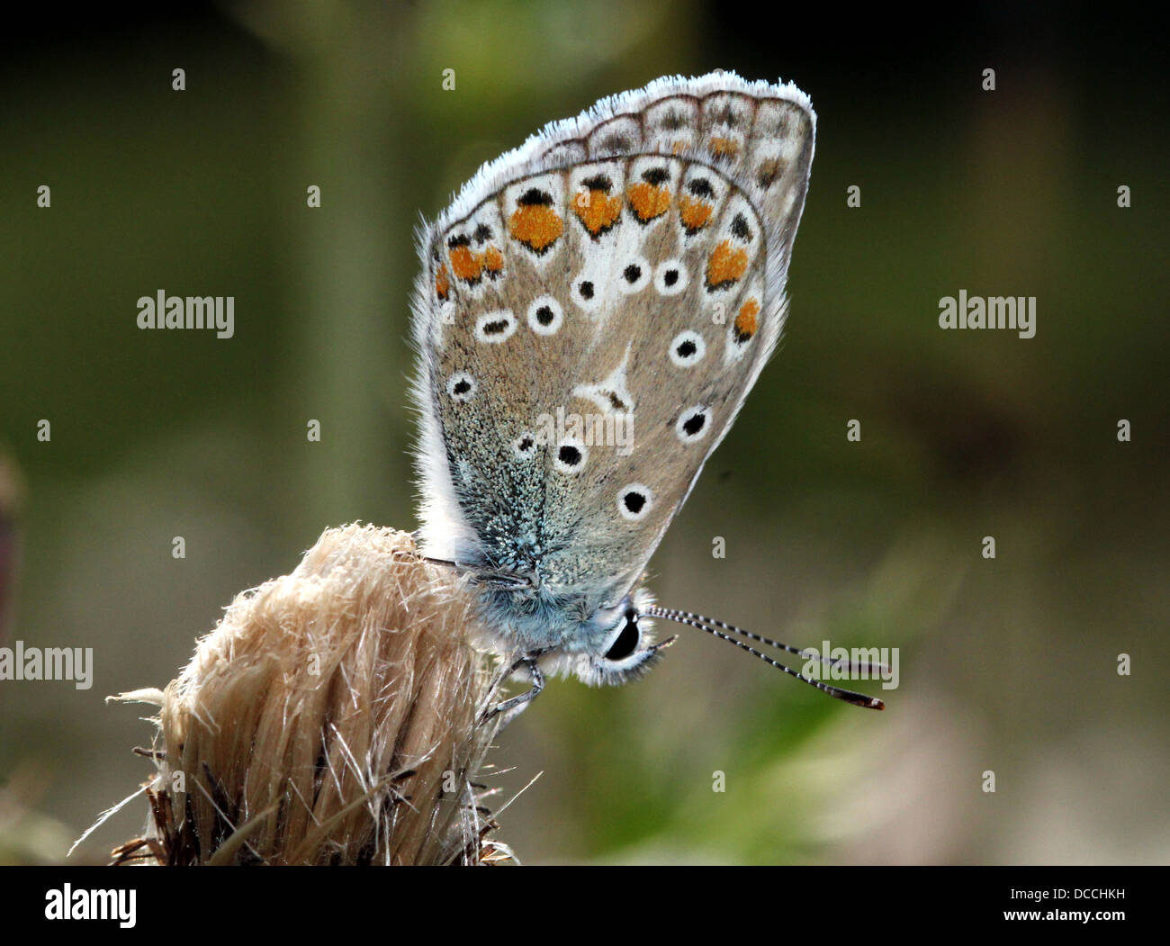 Detallada imagen macro de una hembra azul común (Polyommatus icarus) butterfly Foto de stock
