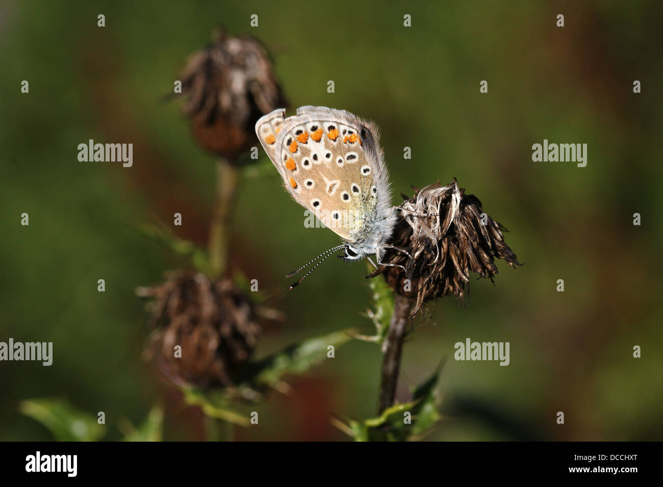 Hembra azul común (Polyommatus icarus) butterfly Foto de stock